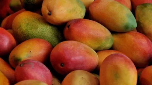 Saudi coastal city of Al-Qunfudah on the Red Sea is celebrating the 13th season of its mango festival this week